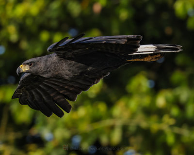 GREAT BLACK HAWK