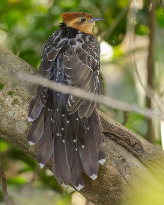 PAVONINE CUCKOO