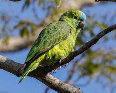 BLUE-FRONTED PARROT