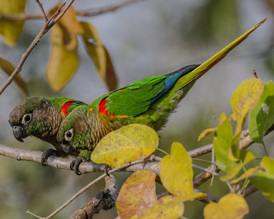 BLAZE-WINGED PARAKEET