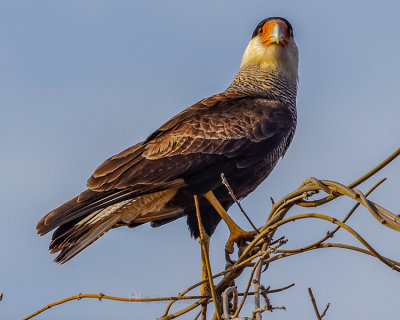 SOUTHERN CARACARA