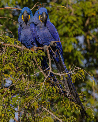 HYACINTH MACAW