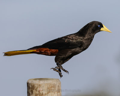 CRESTED OROPENDOLA