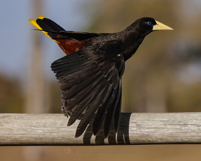 CRESTED OROPENDOLA