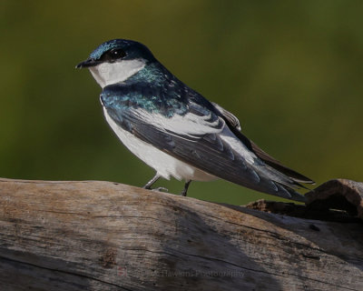 WHITE-WINGED SWALLOW
