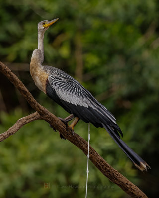 ANHINGA