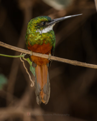 RUFOUS-TAILED JACAMAR