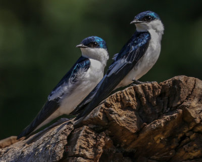 WHITE-WINGED SWALLOW