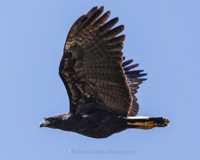 GREAT BLACK HAWK