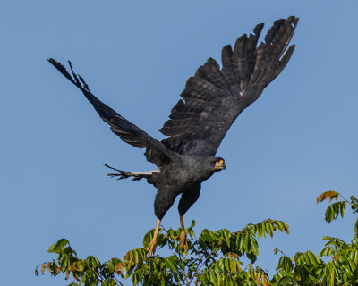 GREAT BLACK HAWK