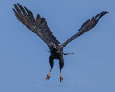 GREAT BLACK HAWK