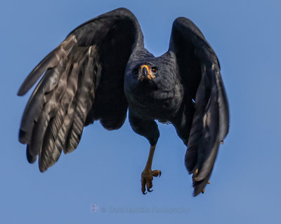 GREAT BLACK HAWK