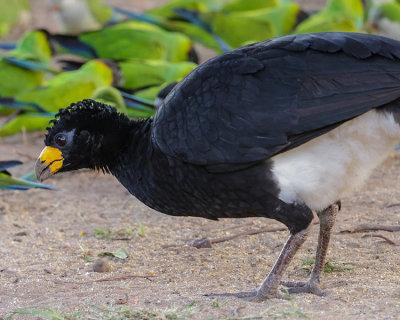 BARE-FACED CURASSOW