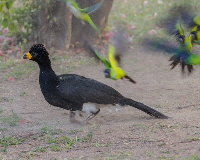 BARE-FACED CURASSOW