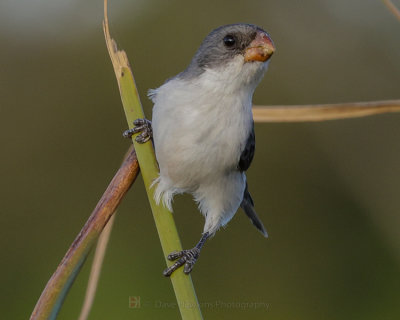 WHITE-BELLIED SEEDEATER