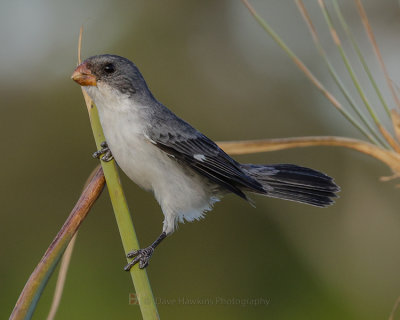 WHITE-BELLIED SEEDEATER