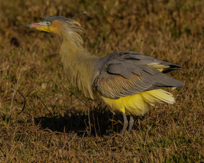 WHISTLING HERON