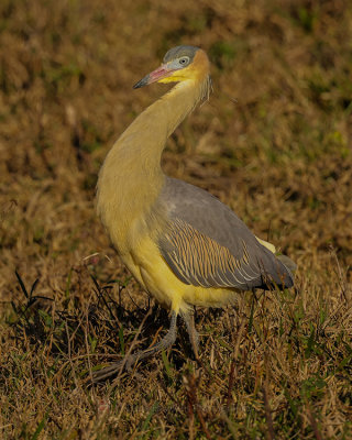 WHISTLING HERON