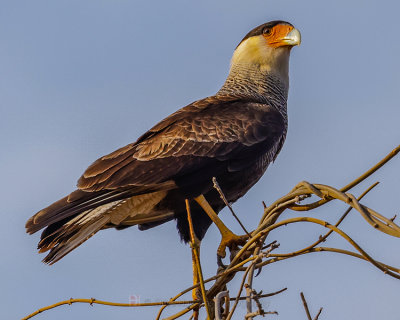 SOUTHERN CARACARA