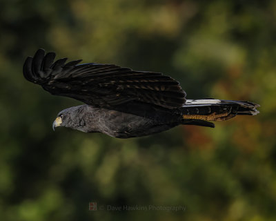 GREAT BLACK HAWK