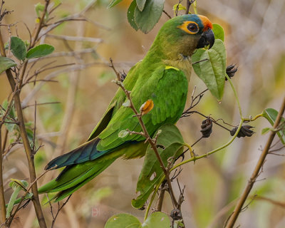 PEACH-FRONTED PARAKEET
