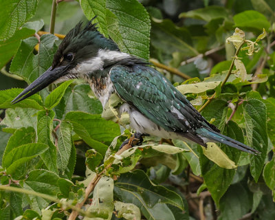 GREEN KINGFISHER