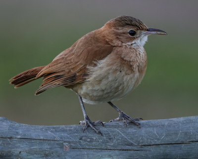 RUFOUS HORNERO