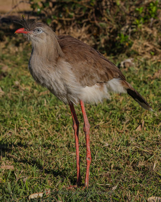 RED-LEGGED SERIEMA