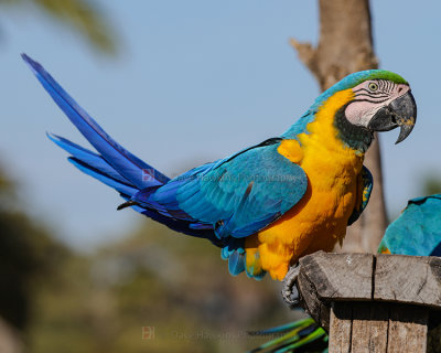 BLUE AND YELLOW MACAW