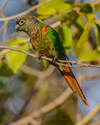 BLAZE-WINGED PARAKEET