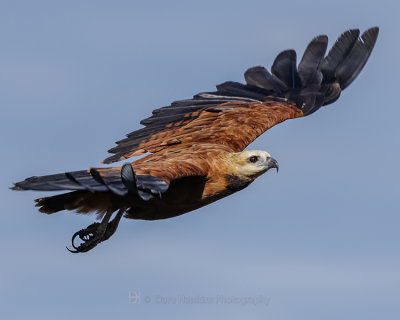 BLACK-COLLARED HAWK