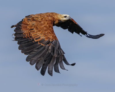 BLACK-COLLARED HAWK