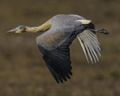 WHISTLING HERON