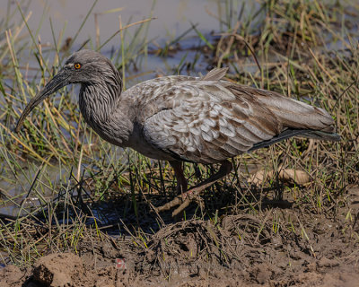 PLUMBEOUS IBIS