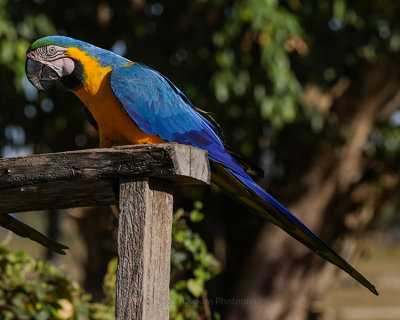 BLUE AND YELLOW MACAW
