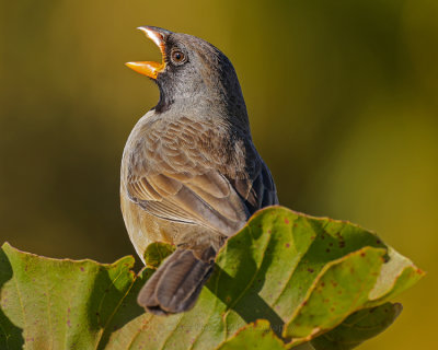 BLACK-THROATED SALTATOR