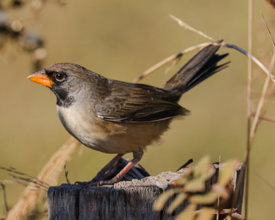 BLACK-THROATED SALTATOR