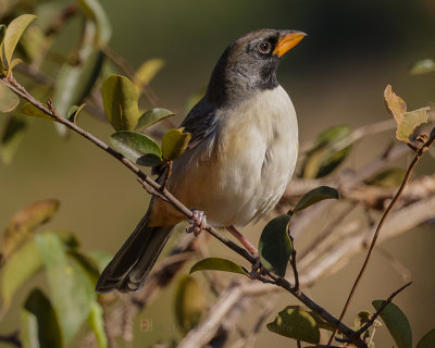 BLACK-THROATED SALTATOR