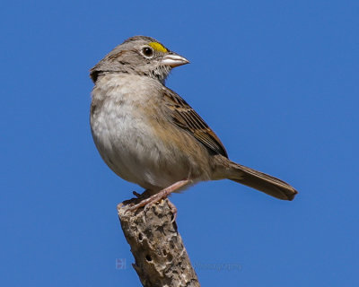 GRASSLAND SPARROW
