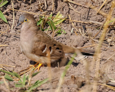 LONG-TAILED GROUND DOVE