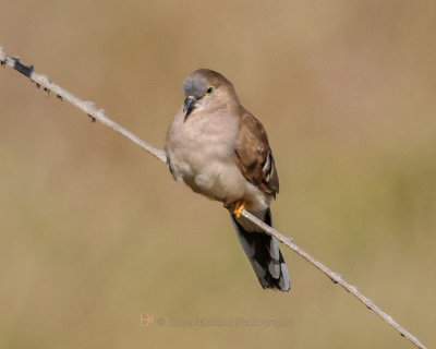 LONG-TAILED GROUND DOVE
