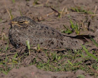 NAUCNDA NIGHTHAWK