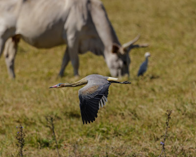 WHISTLING HERON