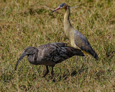 PLUMBEOUS IBIS
