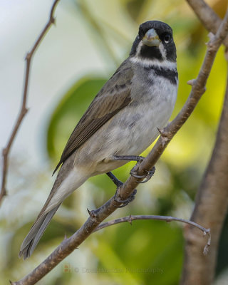 DOUBLE-COLLARED SEEDEATER