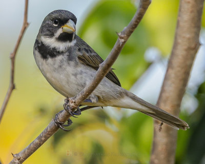 DOUBLE-COLLARED SEEDEATER