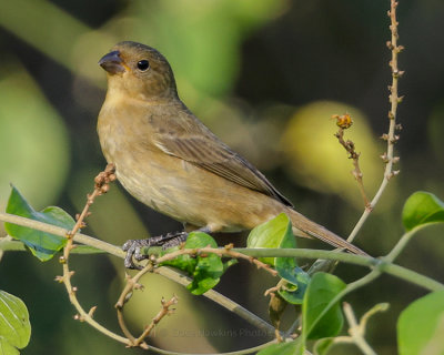 DOUBLE-COLLARED SEEDEATER ♀