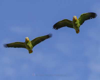 ORANGE-WINGED PARROT