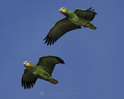ORANGE-WINGED PARROT