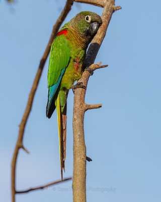 BLAZE-WINGED PARAKEET